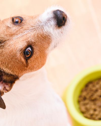 Fresh Dog Food Market Size Share Trends Forecast